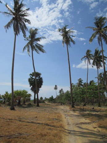 Palmen in Koh Lanta