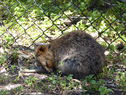 Quokkas