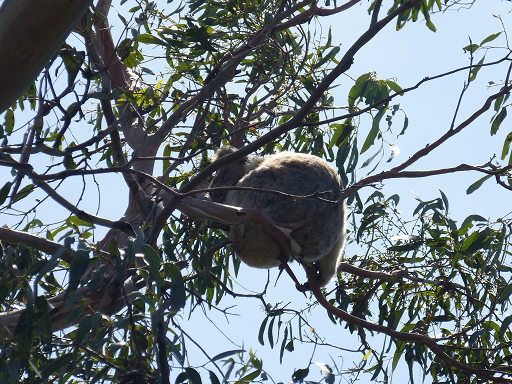 Koala