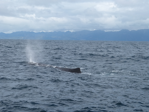 Kaikoura