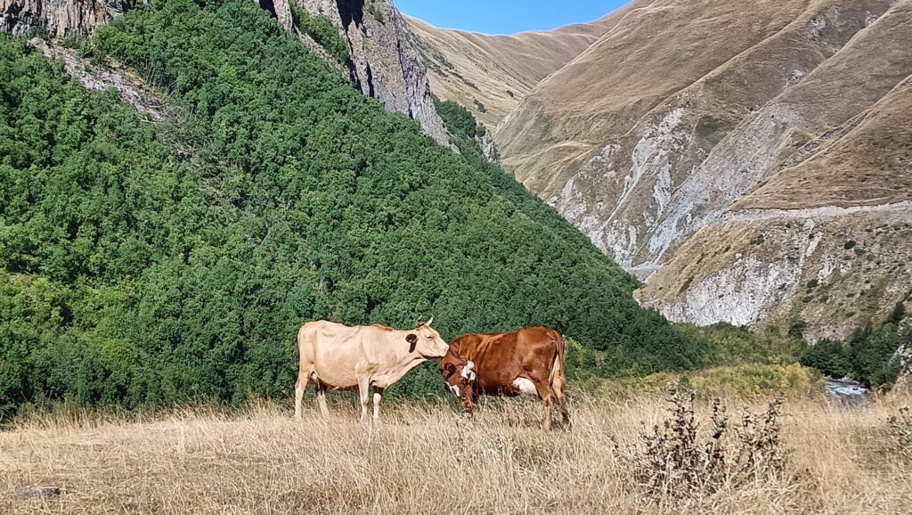 Kühe in den Bergen Georgien