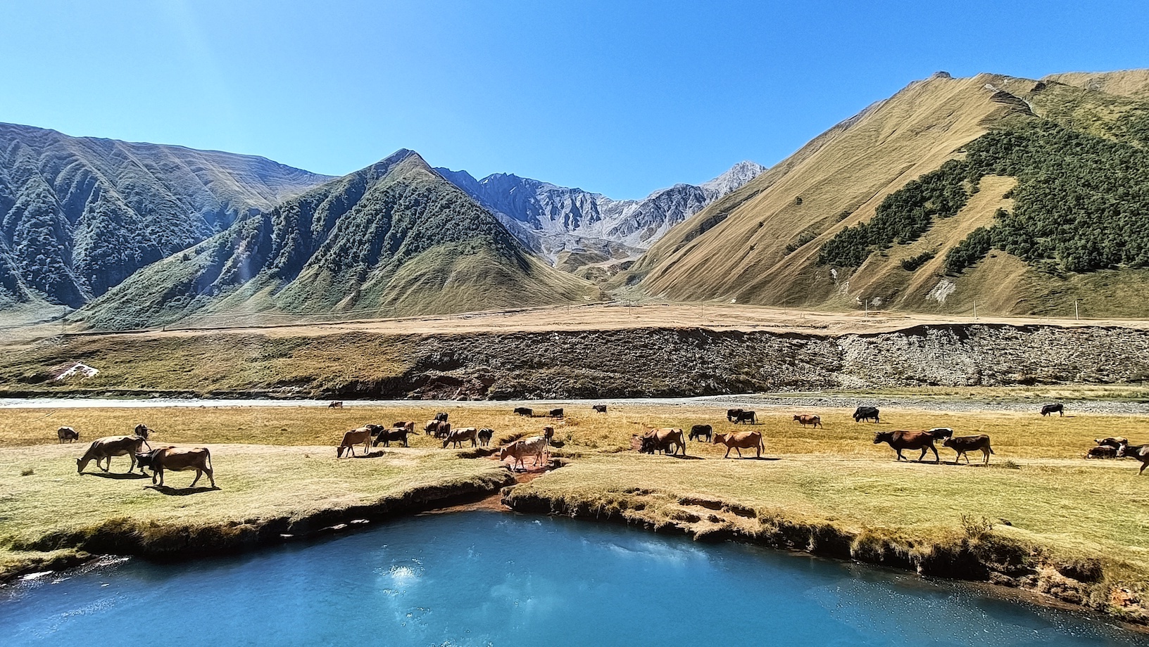 Kühe Truso Valley