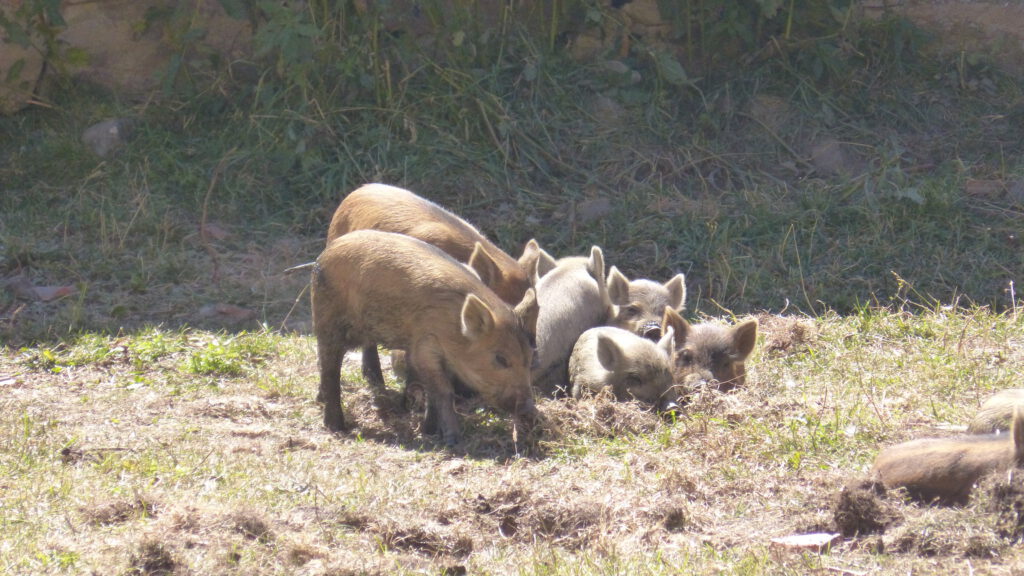 Schweinchen in den Bergen Georgien