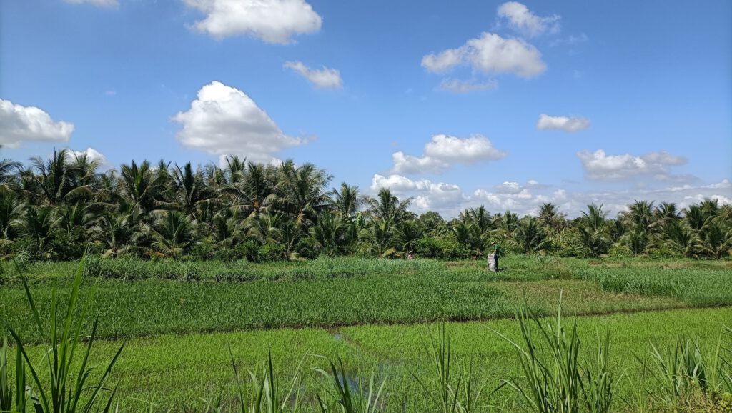 Reisterrassen im Mekong Delta