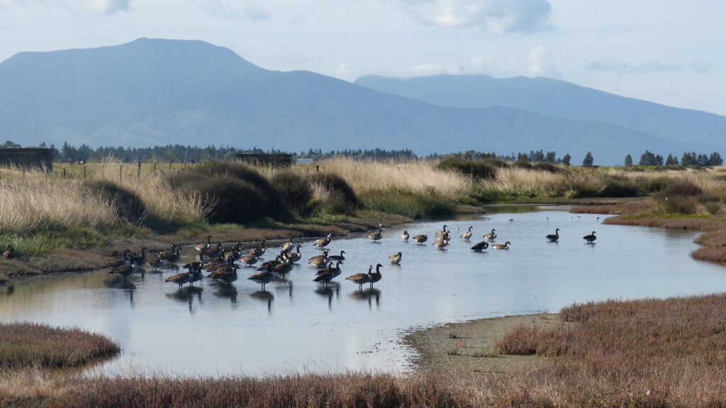 Wairau Lagoon