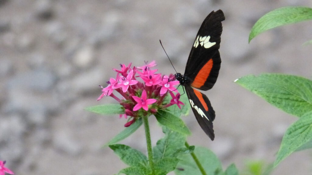 Schmetterling Panajachel